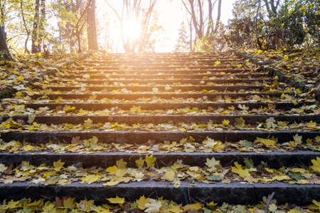yellow autumn leaves on stair in sunlightの写真素材