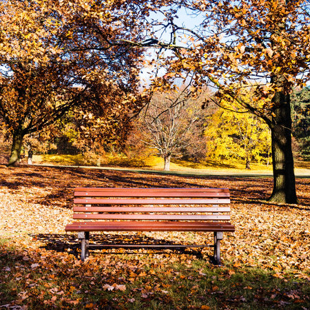 bench in park on a sunny autumn day