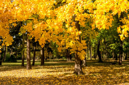 yellow leaves on a tree