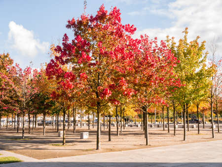 autumn trees in different colorsの写真素材