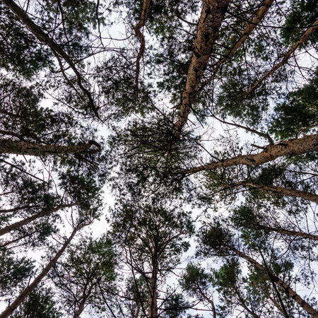 Look up to  the treetops