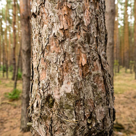bark of a tree in a forestの写真素材