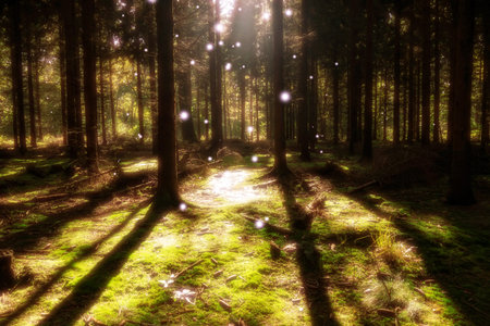 magic forest