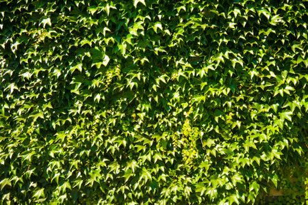 leaves on a wall
