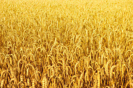 wheat fieldの写真素材