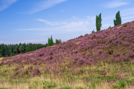 view on a hill in Lueneburg Heath