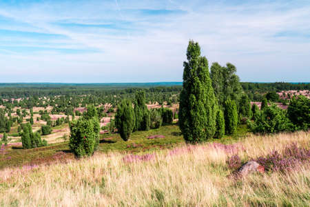 panoramic view on Lueneburg Heathの写真素材