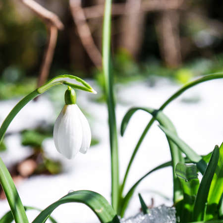 snowdrops on a meadow in marchの写真素材