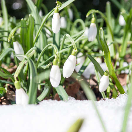snowdrops on a meadow in march
の写真素材