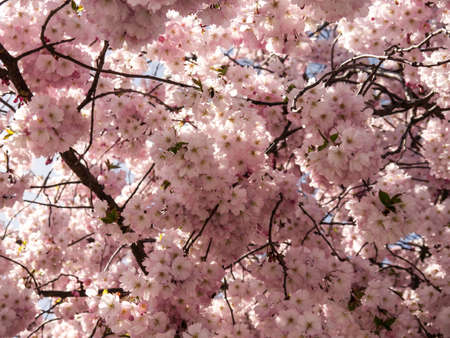 Japanese cherry branchの写真素材