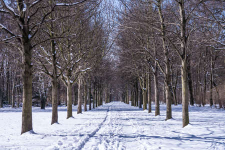 an alley in winter in tiergarten berlinの写真素材