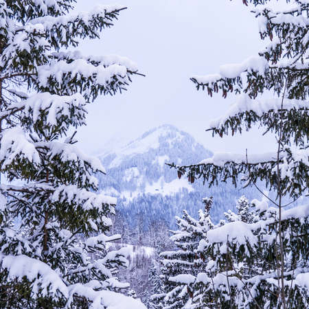 a mountain and fir trees in the bavarian alpsの写真素材
