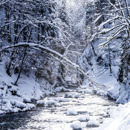winter landscape with a river and trees (breitachklamm bavaria)の写真素材