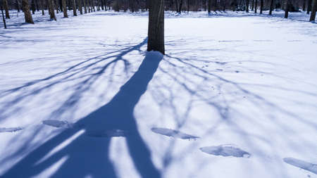 stomps in snow and a shadow of a treeの写真素材