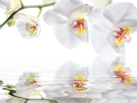 a white orchid flower and water on white background
の写真素材