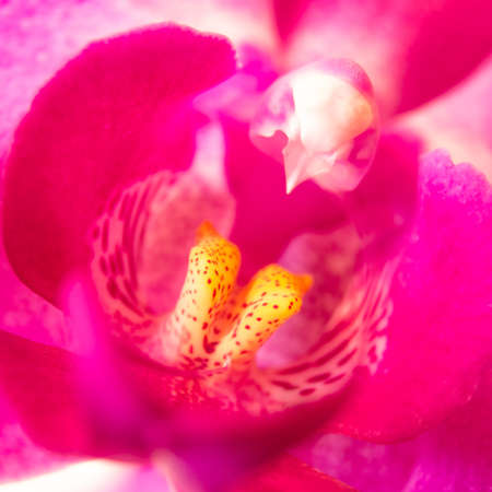 a violet orchid flower on white background
の写真素材