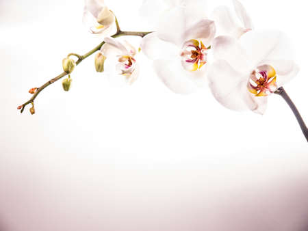 a white orchid flower on white backgroundの写真素材