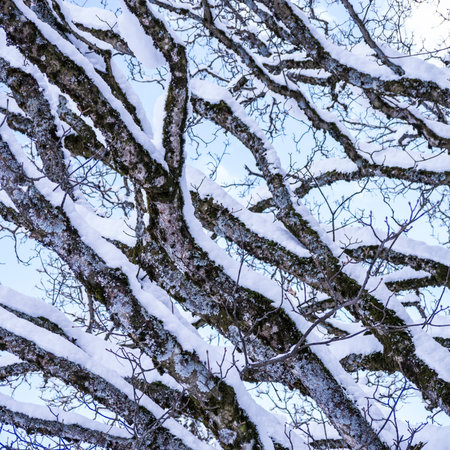 a branch of a tree with snow in winter