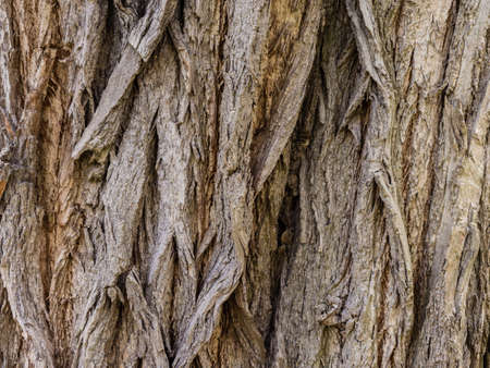 bark texture of an very old treeの写真素材