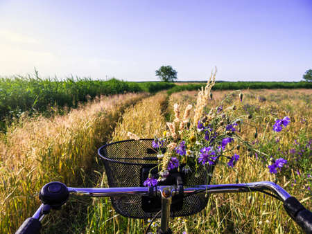cycling near a cornfield in landscape in summer timeの写真素材