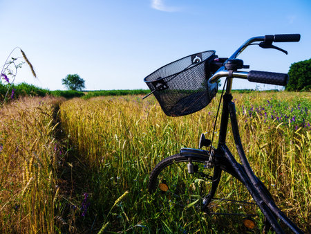 cornfield and a bicycle with bouquet and blue sky in summerの写真素材