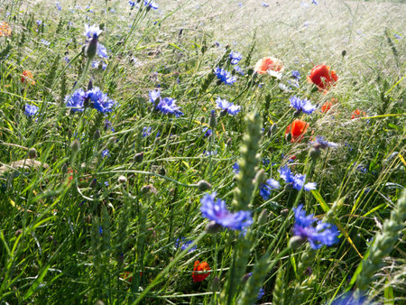 poppy, conflowers on field in early summerの写真素材