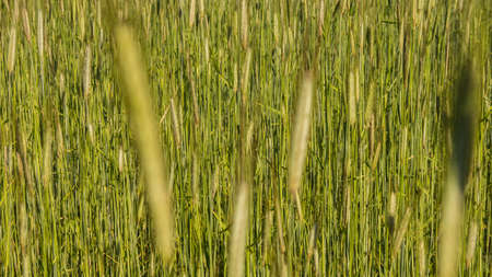 texture of a green barley fied in early summerの写真素材