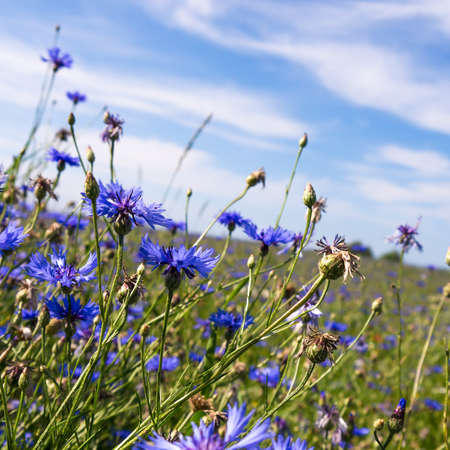 cornflowers on a field in summer timeの写真素材
