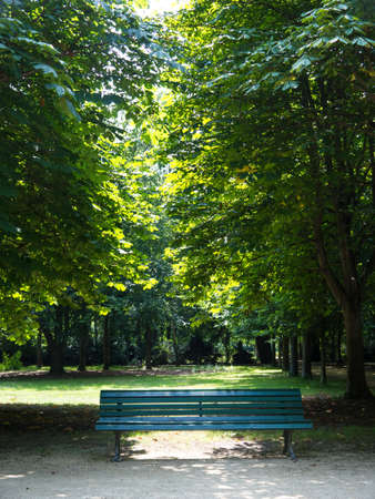 bench and trees in tiergarten berlin in summerの写真素材