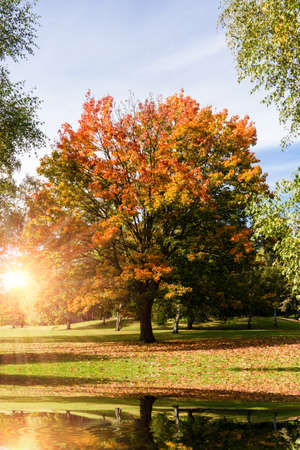 maple tree near a lake in autumnの写真素材