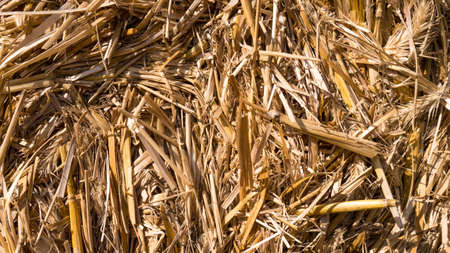 straw bale background  texture  closeupの写真素材