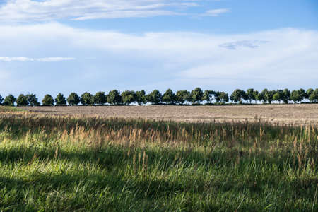 tree line in landscape in summer timeの写真素材