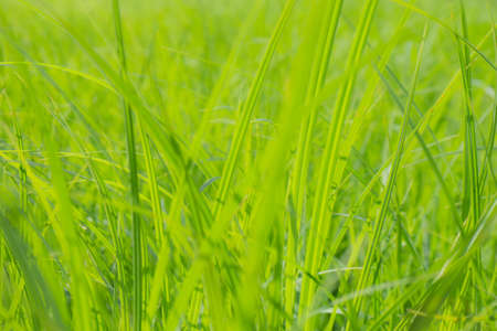 green grasses on a meadow in summerの写真素材