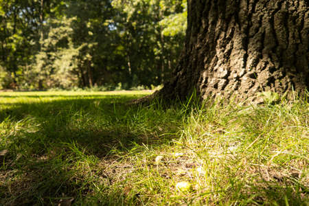 tree trunk and sunlight in a forest in late summerの写真素材