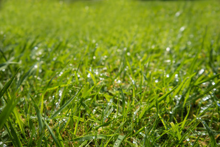 meadow after rain with raindrops