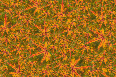 background made of autumn leavesの写真素材