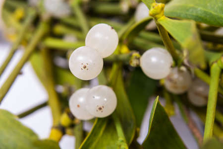 closeup berries of a mistletoeの写真素材
