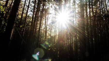 sunlight with lensflare in forestの写真素材