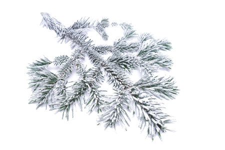 frozen pine branch isolated