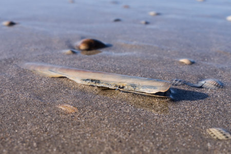 mussels still life at the beach