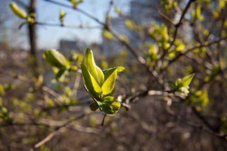 green bud in early spring