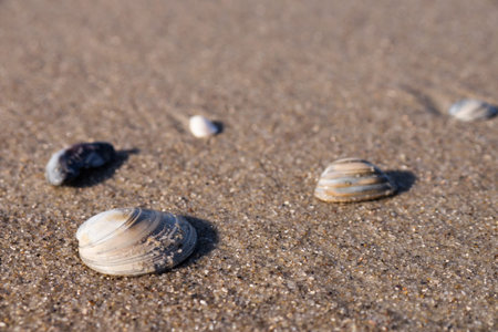 mussels on sand at the beach