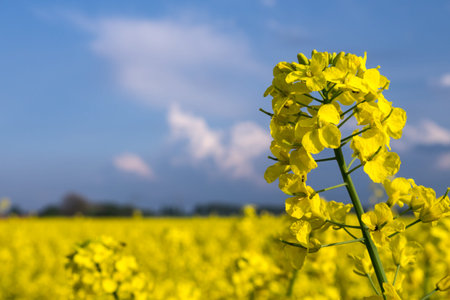 flower of the rape and blue sky