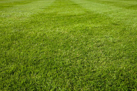 green lawn, soccer field with stripesの写真素材