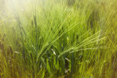 ear of green barley backgroundの写真素材