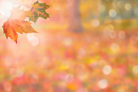 autumn background with leavesの写真素材