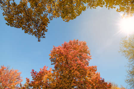 sunlight in sky and autumn treesの写真素材