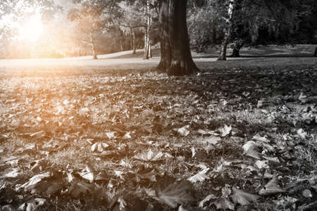 Autumn park in black-and-white and colored sunlightの写真素材