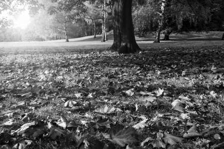Autumn park monochromeの写真素材