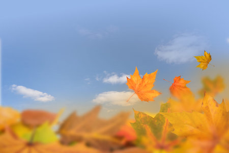 Autumn background